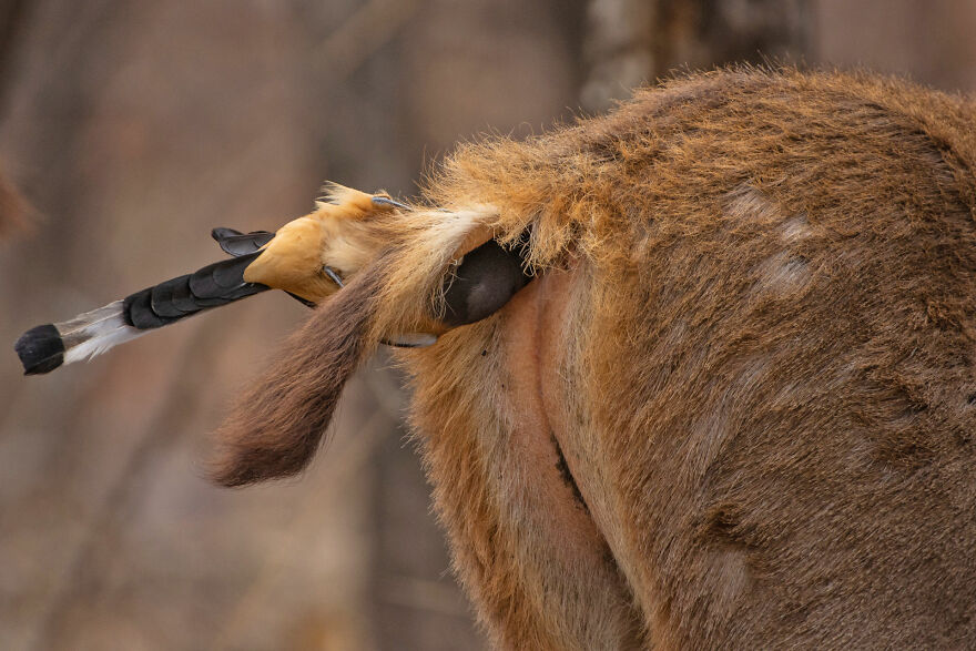 Deep Cleaning Services