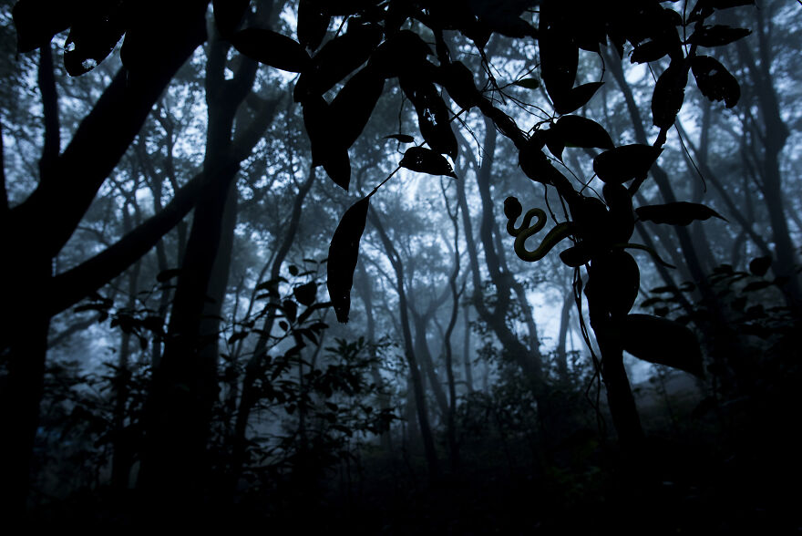 A Hiss In The Canopy