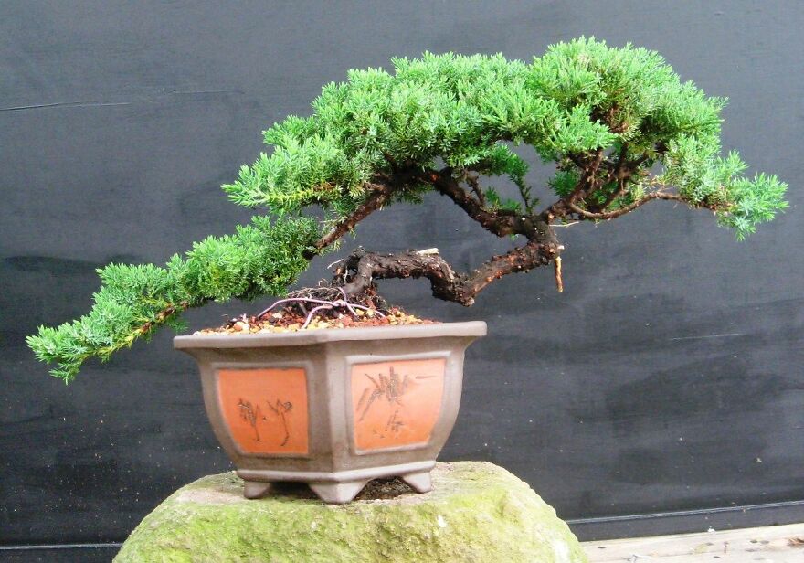 Juniper Bonsai Tree-Small (Juniper Procumbens "Nana") Juniper Bonsai Tree-Small (Juniper Procumbens "Nana")