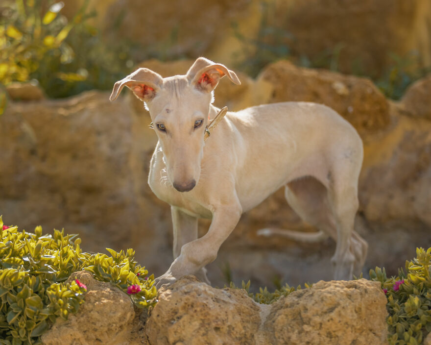 I Documented The Strife Of Rare Spanish Dog Breeds In This Shelter, And It's Mortifying