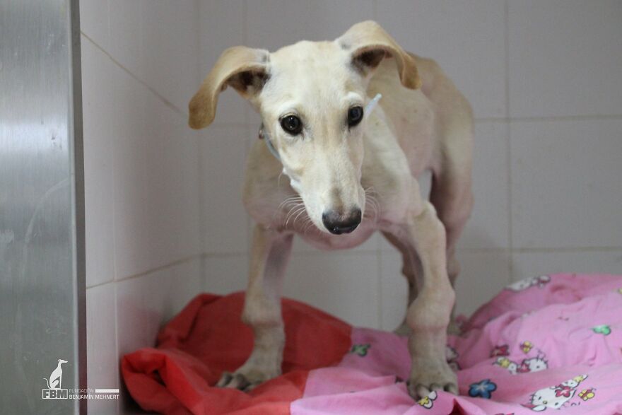 I Documented The Strife Of Rare Spanish Dog Breeds In This Shelter, And It's Mortifying