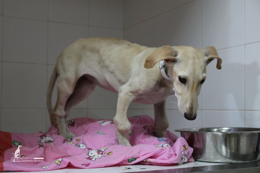 I Documented The Strife Of Rare Spanish Dog Breeds In This Shelter, And It's Mortifying