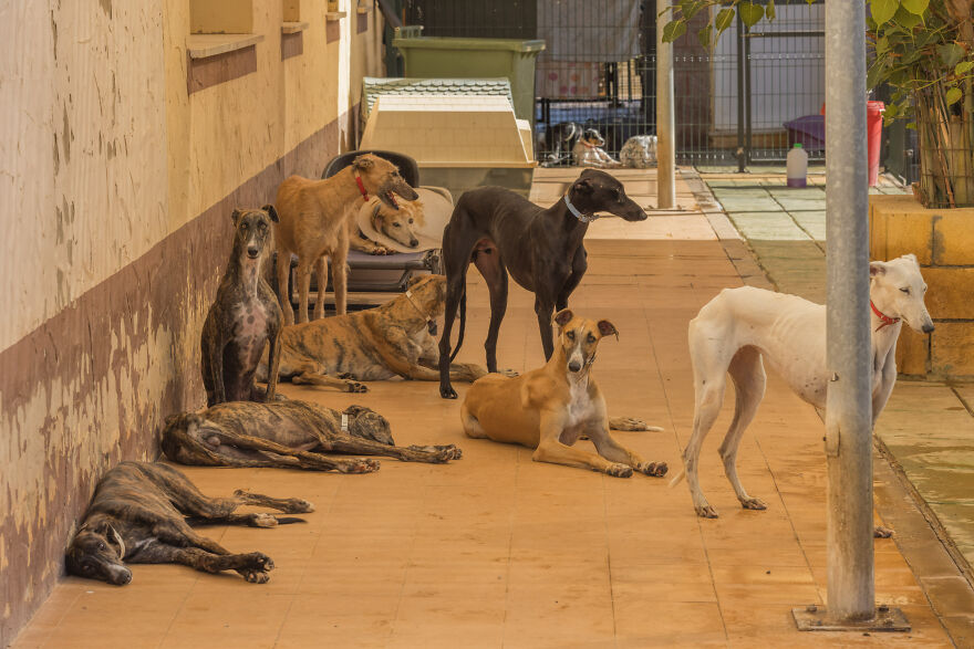 I Documented The Strife Of Rare Spanish Dog Breeds In This Shelter, And It's Mortifying