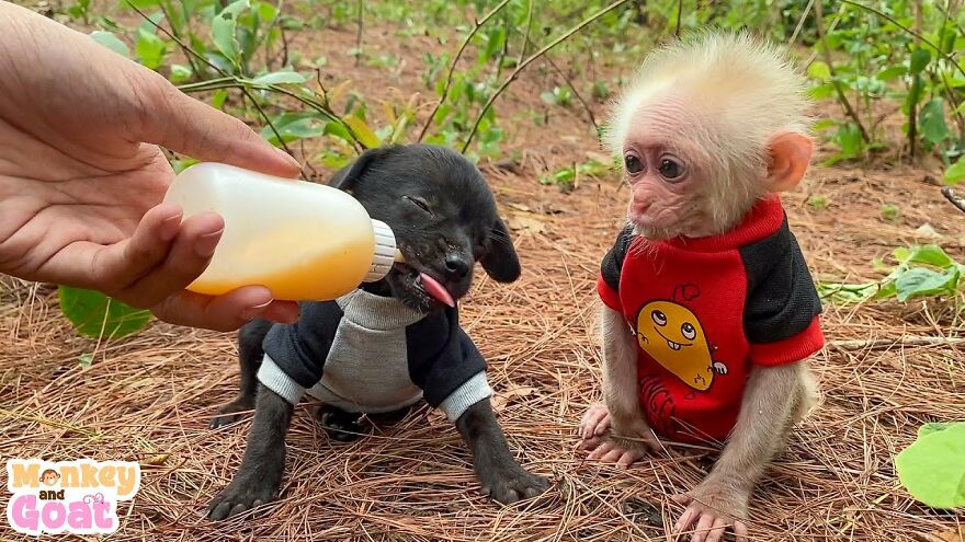 Meet Bibi, The Little Baby Monkey Who Befriends Any Animal