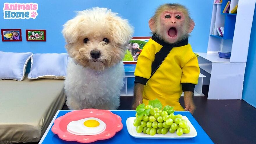 Meet Bibi, The Little Baby Monkey Who Befriends Any Animal