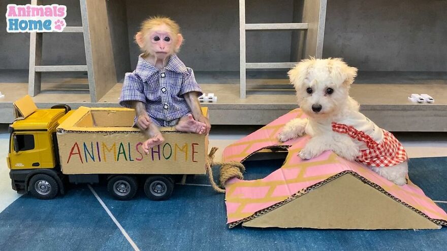 Meet Bibi, The Little Baby Monkey Who Befriends Any Animal