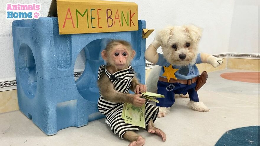 Meet Bibi, The Little Baby Monkey Who Befriends Any Animal