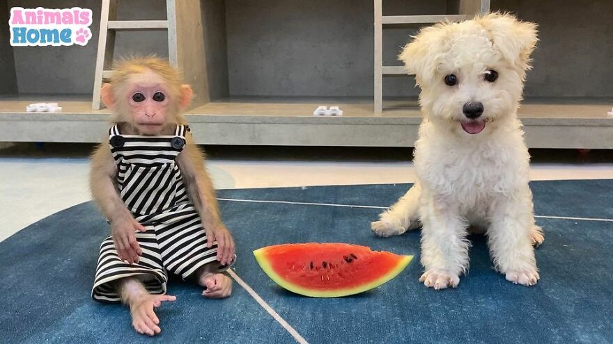 Meet Bibi, The Little Baby Monkey Who Befriends Any Animal
