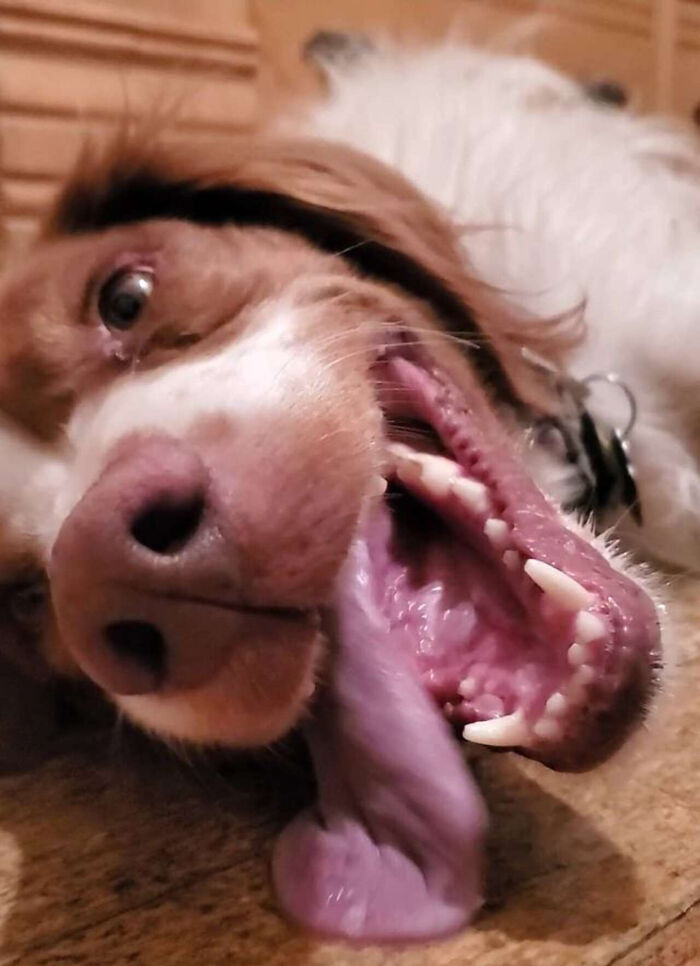 Three-Legged Dog Goes Viral On TikTok For Walking Upright Like A Human