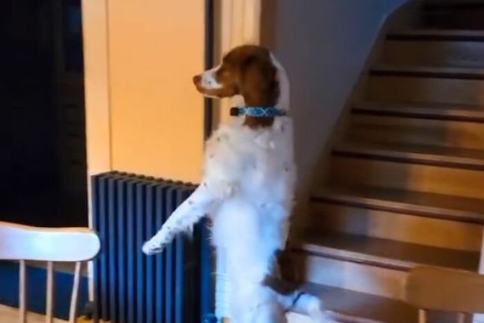 Three-Legged Dog Goes Viral On TikTok For Walking Upright Like A Human