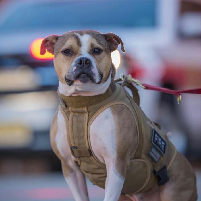 Meet Hansel, A Pit Bull Who Was Rescued From A Dog Fighting Ring And Adopted By The Millville Fire Department Who Trained Him To Become An Arson Detection K-9 Officer