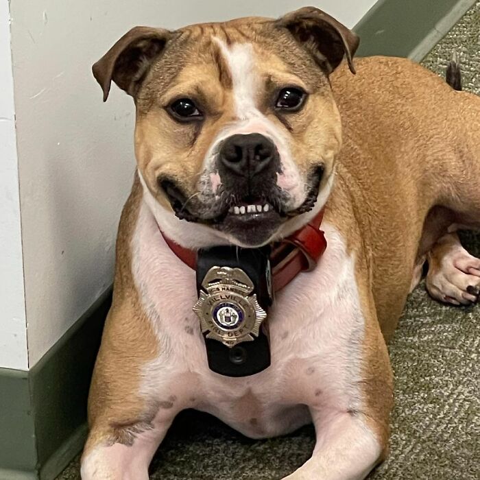 Meet Hansel, A Pit Bull Who Was Rescued From A Dog Fighting Ring And Adopted By The Millville Fire Department Who Trained Him To Become An Arson Detection K-9 Officer