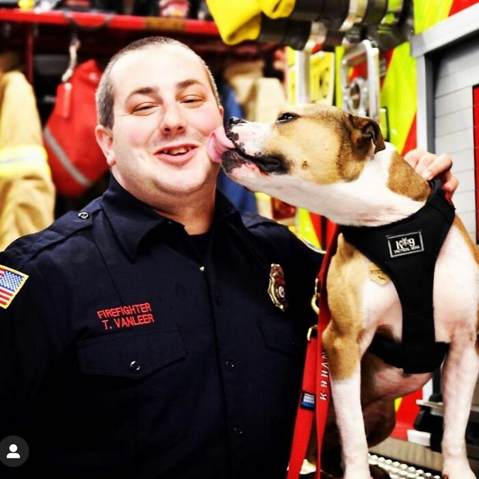 Meet Hansel, A Pit Bull Who Was Rescued From A Dog Fighting Ring And Adopted By The Millville Fire Department Who Trained Him To Become An Arson Detection K-9 Officer
