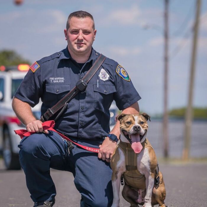 Meet Hansel, A Pit Bull Who Was Rescued From A Dog Fighting Ring And Adopted By The Millville Fire Department Who Trained Him To Become An Arson Detection K-9 Officer