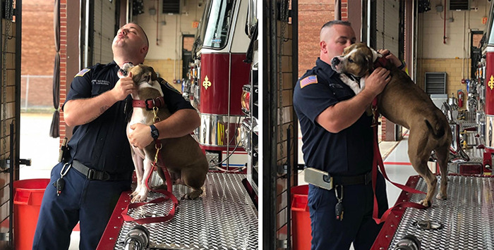 Meet Hansel, A Pit Bull Who Was Rescued From A Dog Fighting Ring And Adopted By The Millville Fire Department Who Trained Him To Become An Arson Detection K-9 Officer
