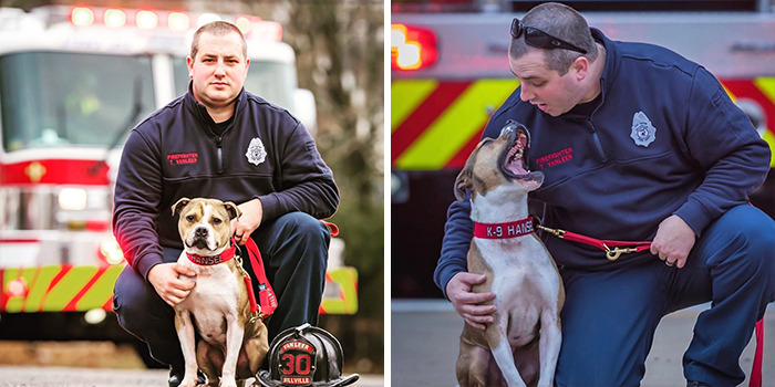 Meet Hansel, A Pit Bull Who Was Rescued From A Dog Fighting Ring And Adopted By The Millville Fire Department Who Trained Him To Become An Arson Detection K-9 Officer