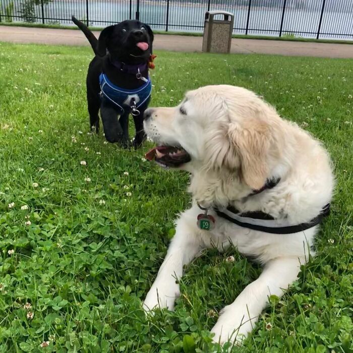 Labrador Named Lily Always Gets Her Deaf Sister When It’s Time For A Walk Labrador Named Lily Always Gets Her Deaf Sister When It’s Time For A Walk