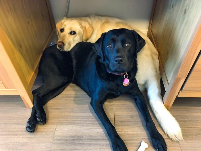 Labrador Named Lily Always Gets Her Deaf Sister When It’s Time For A Walk Labrador Named Lily Always Gets Her Deaf Sister When It’s Time For A Walk
