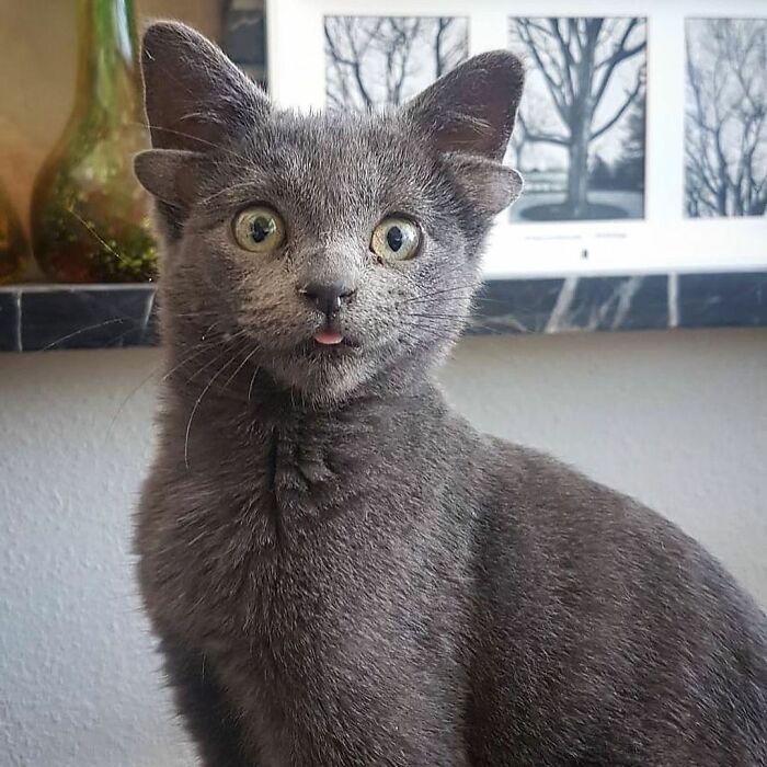 Rescue Kitten With Two Sets Of Ears Becomes An Internet Sensation Rescue Kitten With Two Sets Of Ears Becomes An Internet Sensation