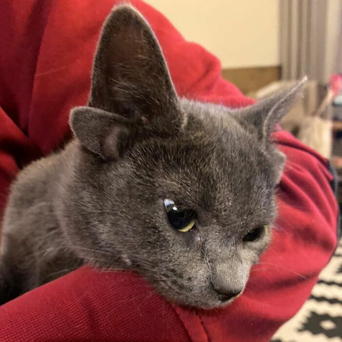 Rescue Kitten With Two Sets Of Ears Becomes An Internet Sensation Rescue Kitten With Two Sets Of Ears Becomes An Internet Sensation