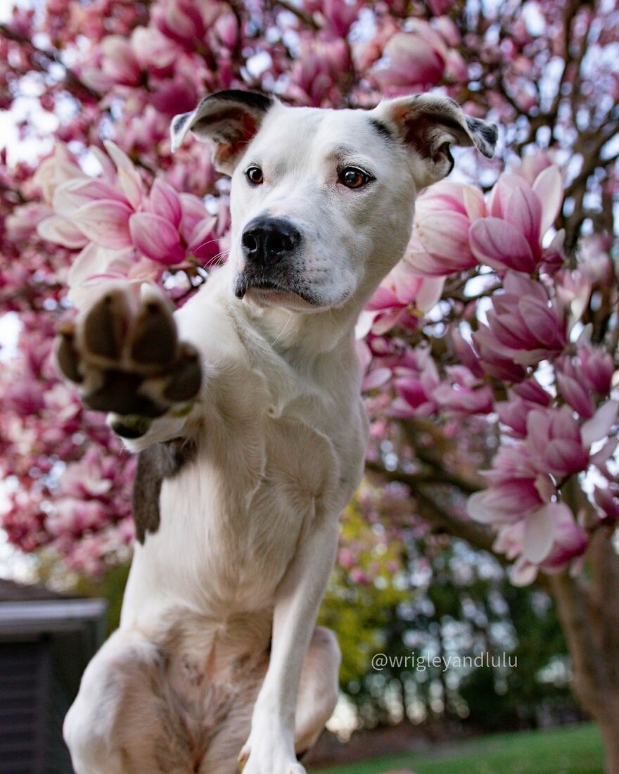This Dog Learned To Bring Diapers To Help A Newborn Baby's Mother Out, A Video Of It Goes Viral This Dog Learned To Bring Diapers To Help A Newborn Baby's Mother Out, A Video Of It Goes Viral