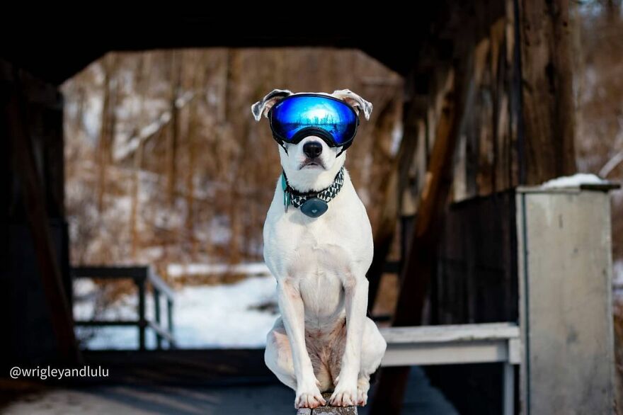 This Dog Learned To Bring Diapers To Help A Newborn Baby's Mother Out, A Video Of It Goes Viral This Dog Learned To Bring Diapers To Help A Newborn Baby's Mother Out, A Video Of It Goes Viral