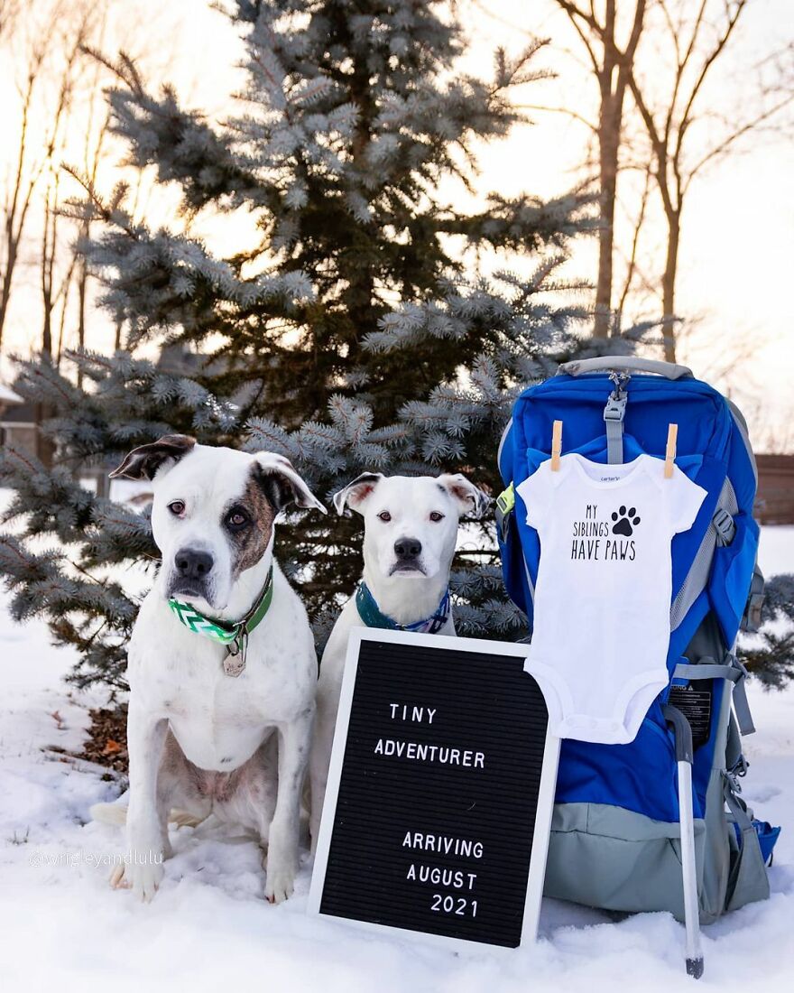 This Dog Learned To Bring Diapers To Help A Newborn Baby's Mother Out, A Video Of It Goes Viral This Dog Learned To Bring Diapers To Help A Newborn Baby's Mother Out, A Video Of It Goes Viral