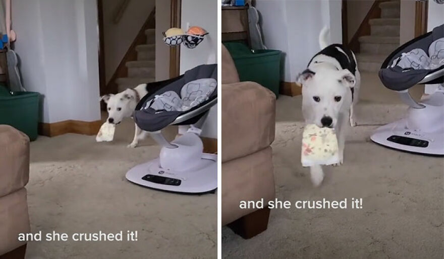 This Dog Learned To Bring Diapers To Help A Newborn Baby's Mother Out, A Video Of It Goes Viral This Dog Learned To Bring Diapers To Help A Newborn Baby's Mother Out, A Video Of It Goes Viral