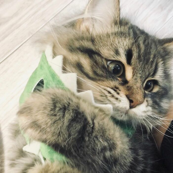 Meet Yamaneco, The Cat Who Has More Facial Expressions Than You