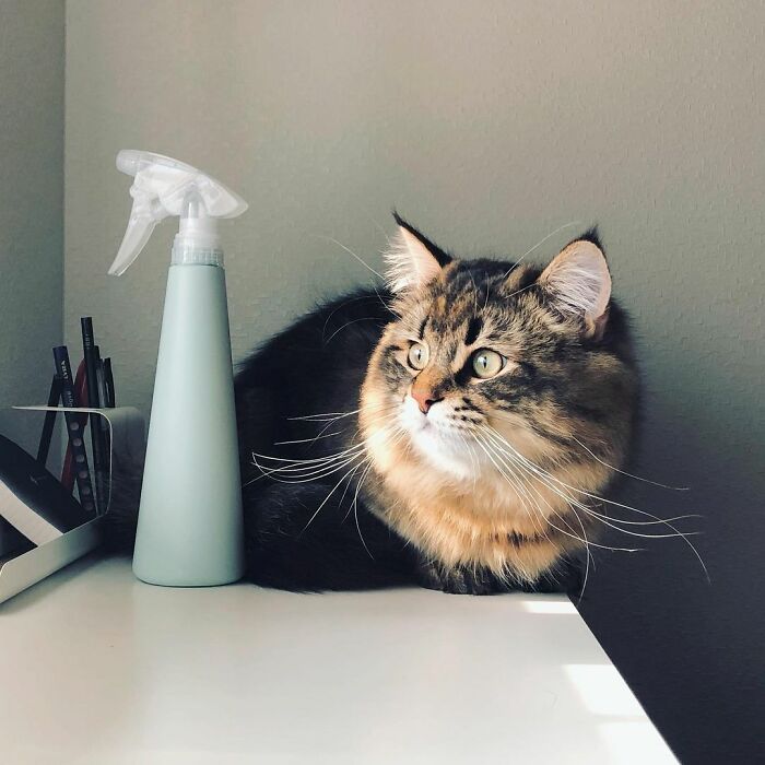 Meet Yamaneco, The Cat Who Has More Facial Expressions Than You