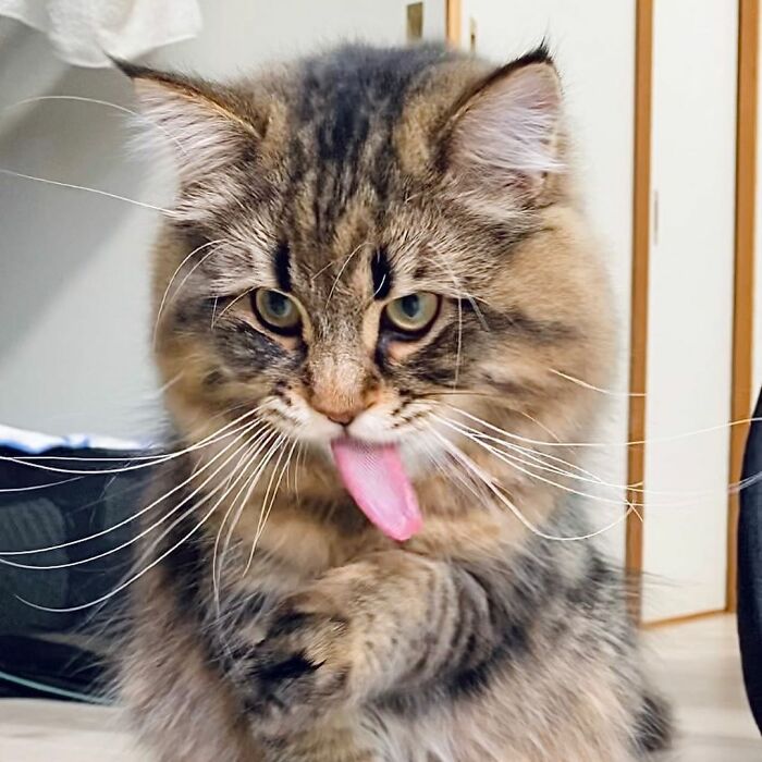Meet Yamaneco, The Cat Who Has More Facial Expressions Than You