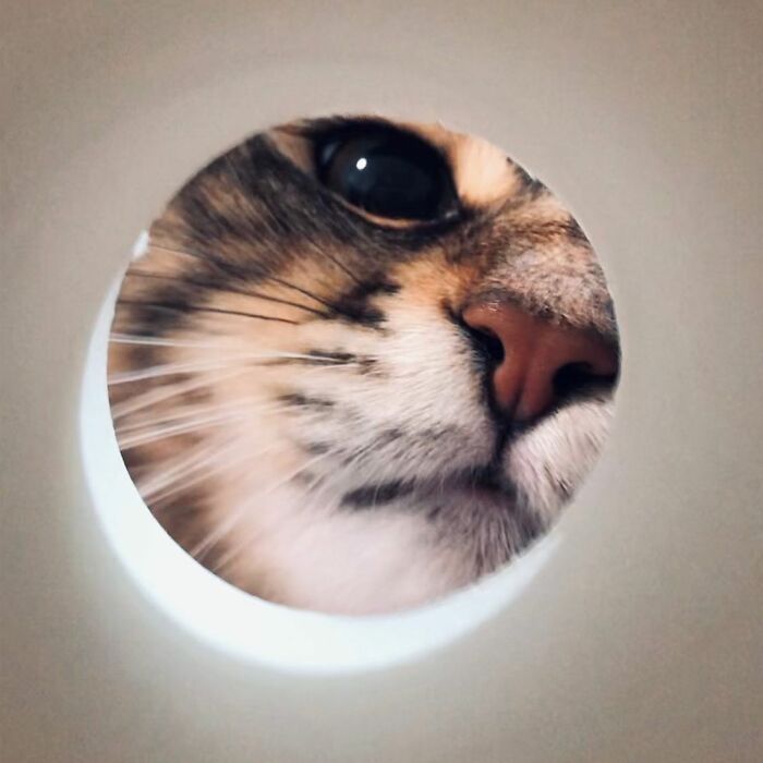 Meet Yamaneco, The Cat Who Has More Facial Expressions Than You