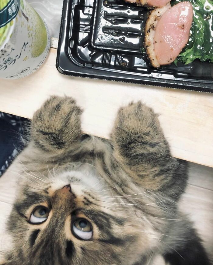 Meet Yamaneco, The Cat Who Has More Facial Expressions Than You