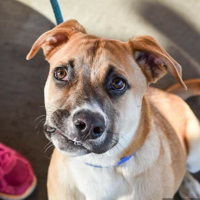 This Adorable Dog With A Crooked Smile Is Looking For A Loving Home