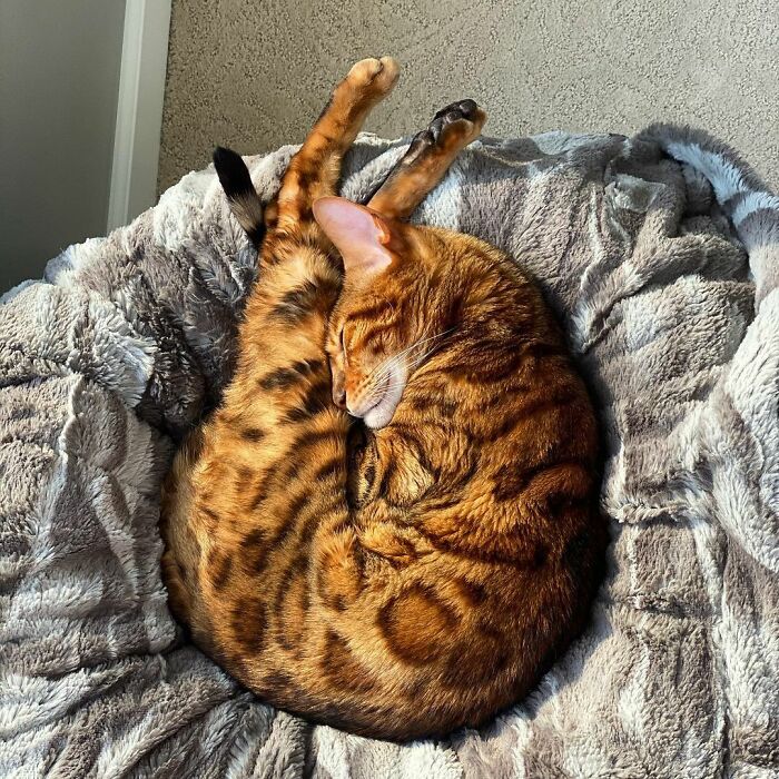 This Cat Is Not Only Keeping Her Owner Company, But Also Gives Wholesome Advice To Others, And Her Fans Melt Over Her