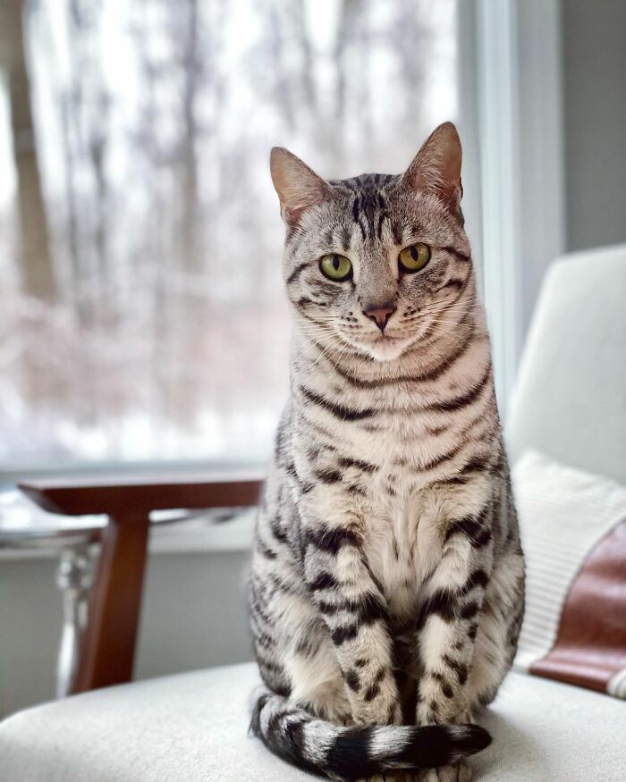 This Cat Is Not Only Keeping Her Owner Company, But Also Gives Wholesome Advice To Others, And Her Fans Melt Over Her