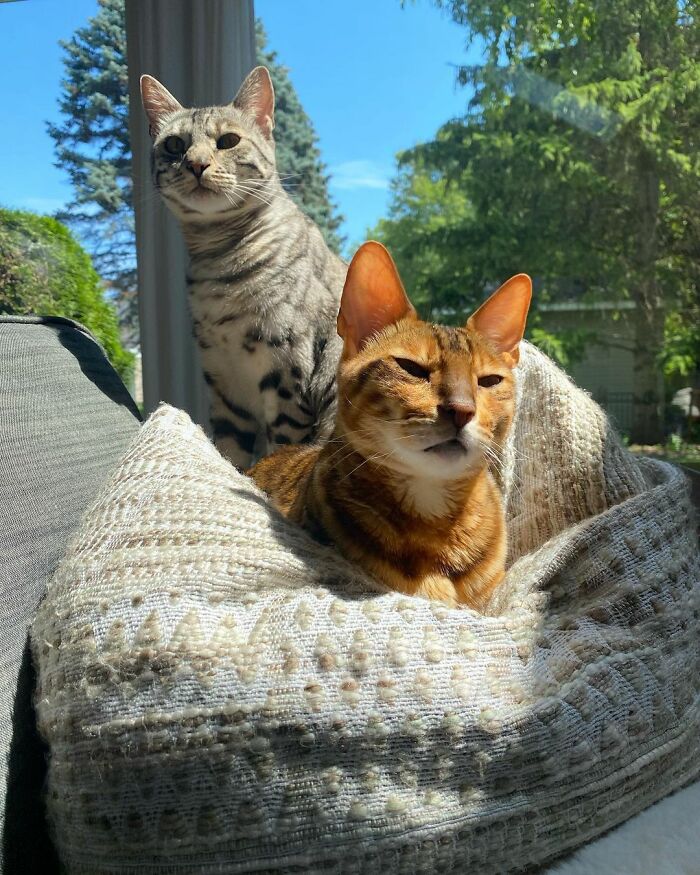 This Cat Is Not Only Keeping Her Owner Company, But Also Gives Wholesome Advice To Others, And Her Fans Melt Over Her