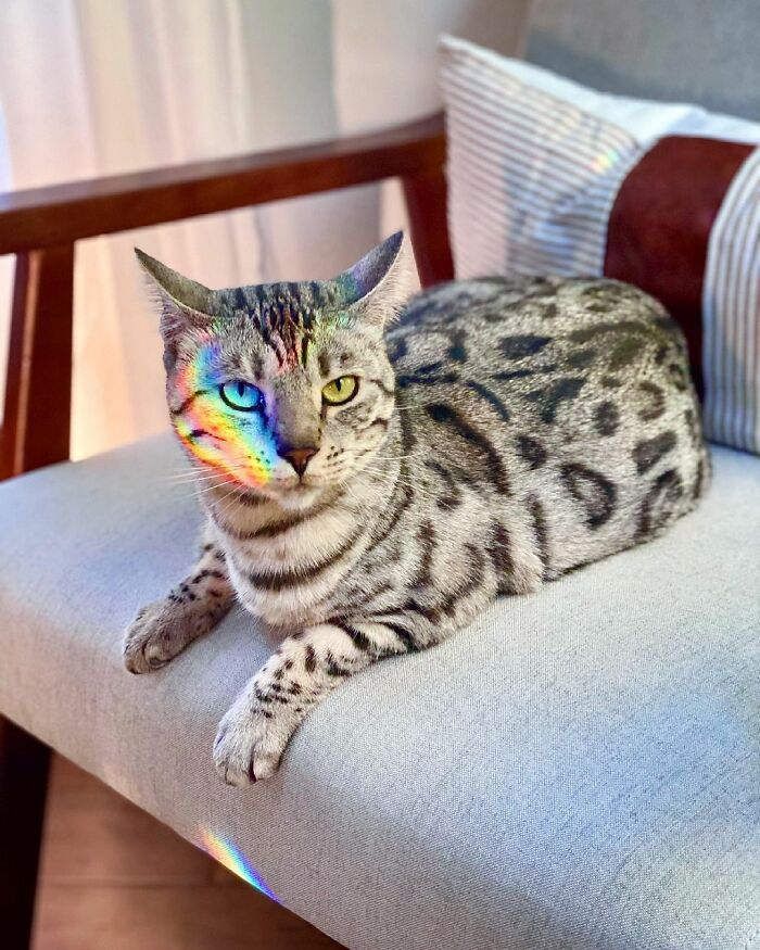 This Cat Is Not Only Keeping Her Owner Company, But Also Gives Wholesome Advice To Others, And Her Fans Melt Over Her