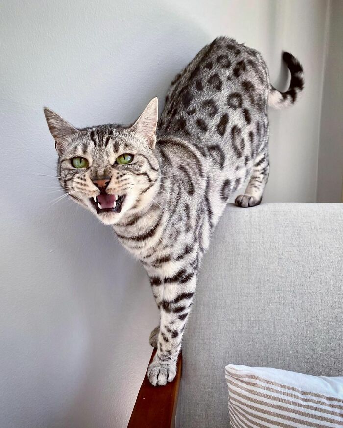 This Cat Is Not Only Keeping Her Owner Company, But Also Gives Wholesome Advice To Others, And Her Fans Melt Over Her