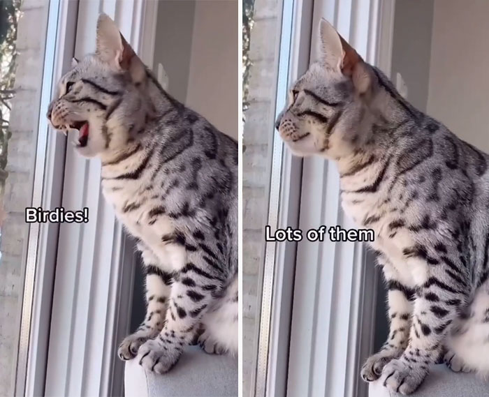 This Cat Is Not Only Keeping Her Owner Company, But Also Gives Wholesome Advice To Others, And Her Fans Melt Over Her