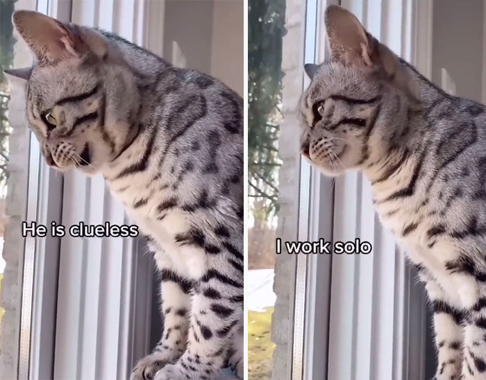 This Cat Is Not Only Keeping Her Owner Company, But Also Gives Wholesome Advice To Others, And Her Fans Melt Over Her