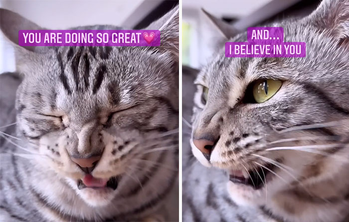 This Cat Is Not Only Keeping Her Owner Company, But Also Gives Wholesome Advice To Others, And Her Fans Melt Over Her