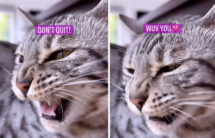 This Cat Is Not Only Keeping Her Owner Company, But Also Gives Wholesome Advice To Others, And Her Fans Melt Over Her