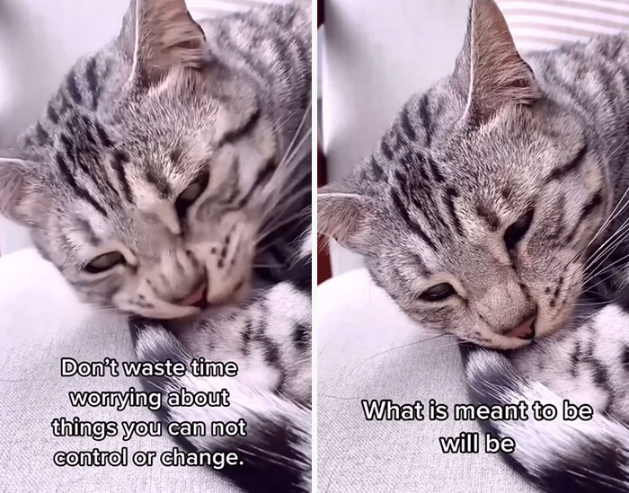 This Cat Is Not Only Keeping Her Owner Company, But Also Gives Wholesome Advice To Others, And Her Fans Melt Over Her