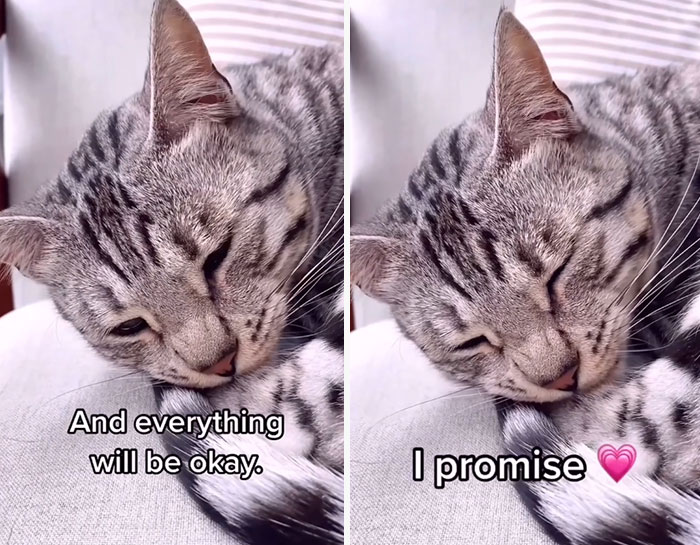 This Cat Is Not Only Keeping Her Owner Company, But Also Gives Wholesome Advice To Others, And Her Fans Melt Over Her
