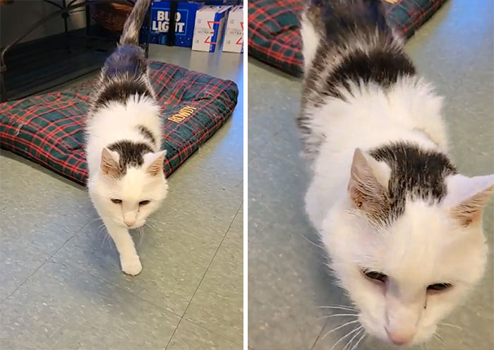“Match Made in Heaven”: This Family Adopted The Oldest Cat In A Shelter For A 101-Year-Old Woman Looking For An Elderly Companion “Match Made in Heaven”: This Family Adopted The Oldest Cat In A Shelter For A 101-Year-Old Woman Looking For An Elderly Companion