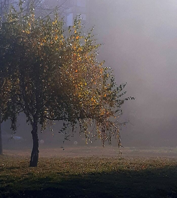 Mist And Some Sunlight ...