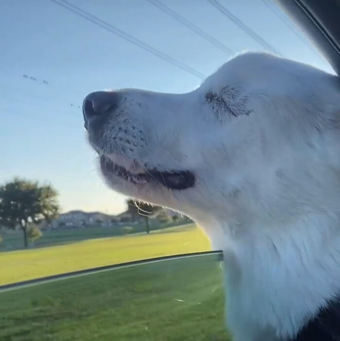 The Moment When A Blind Dog Realized She Was Going To The Dog Park Won People's Hearts On The Internet