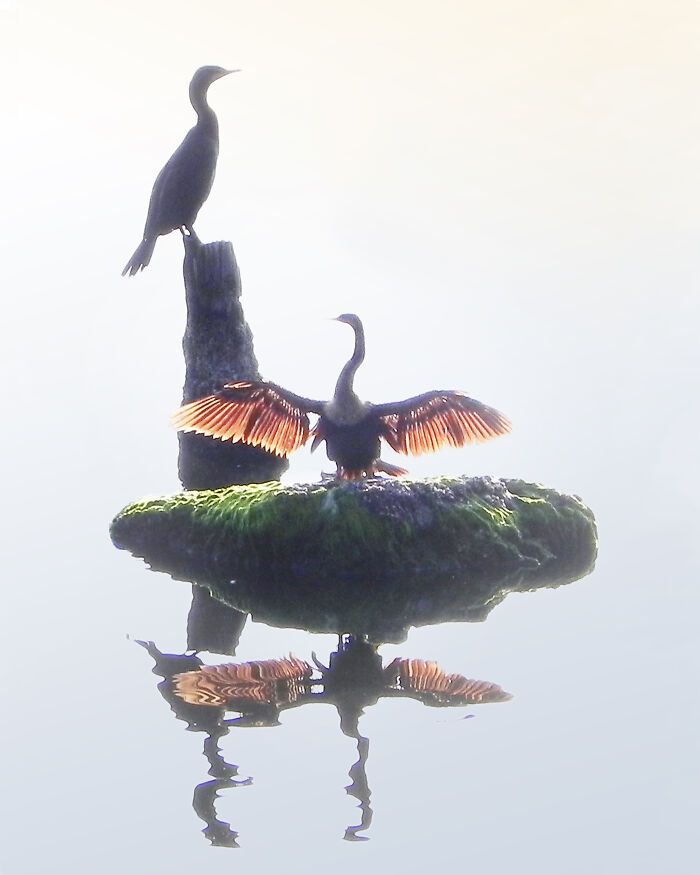 Anhingas In The Morning Sunshine