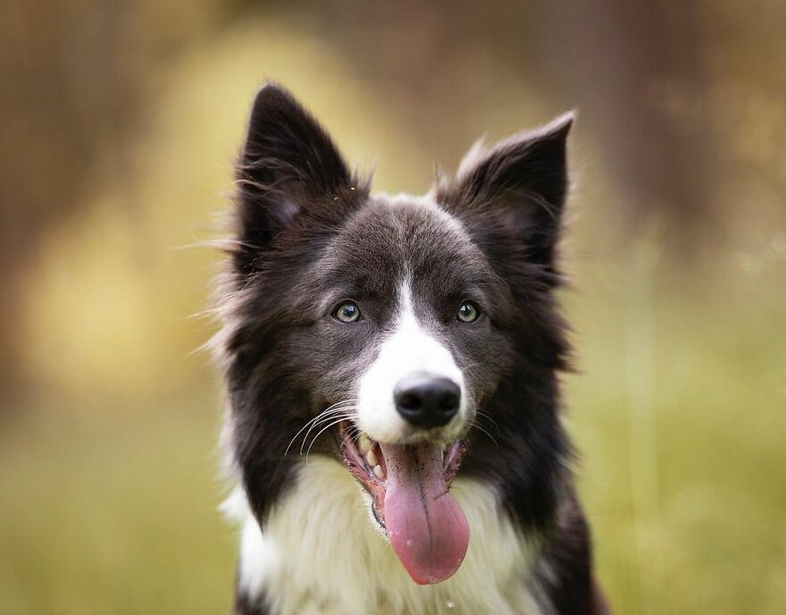 My Most Popular Pics Since I Started Dog Photography